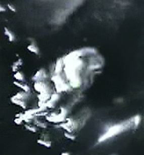 ITC Bird or Eagle